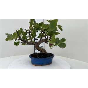 Ficus carica, pot 22cm. (single item)