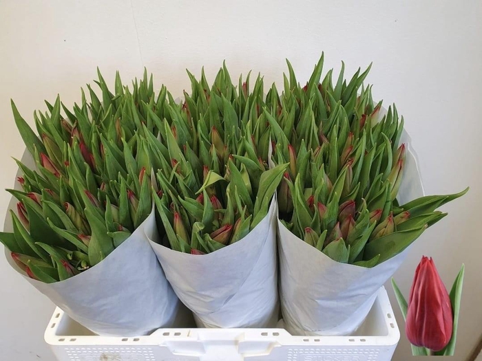 <h4>TU EN STRONG LOVE</h4>