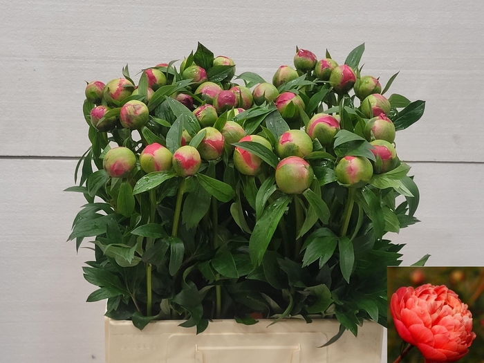 <h4>PAEO CORAL CHARM</h4>