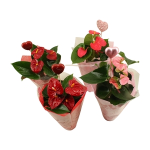 Anthurium Flamingomix 14cm met hartje