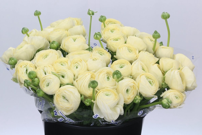 <h4>Ranunculus Clooney Comedia Super</h4>