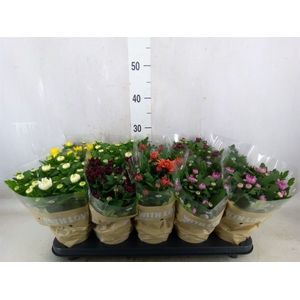 Chrysanthemum   ..mix 5