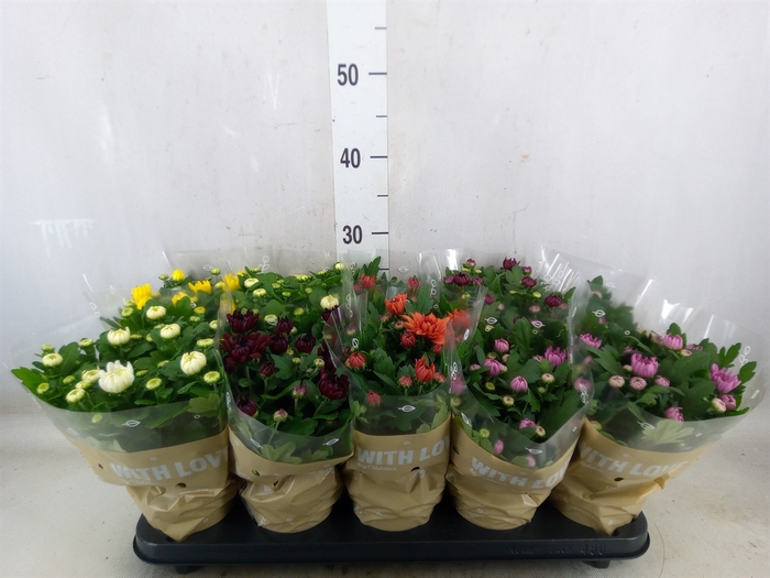 <h4>Chrysanthemum   ..mix 5</h4>