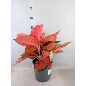 Aglaonema   ...