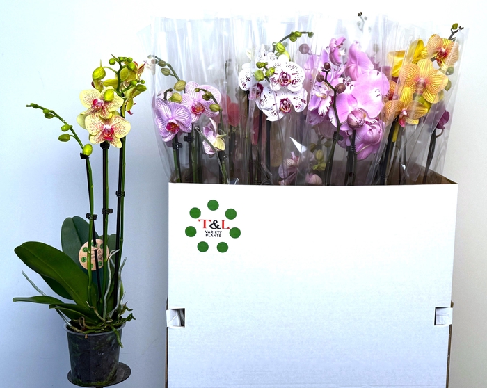 <h4>PHAL GEM 7 KL</h4>