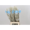 Amaranthus Yearming Desert