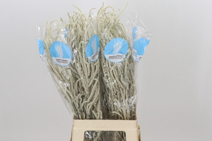 <h4>Amaranthus Yearming Desert</h4>