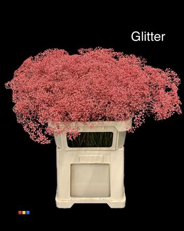 <h4>Gyps Million Star Coral + Glit Bio</h4>