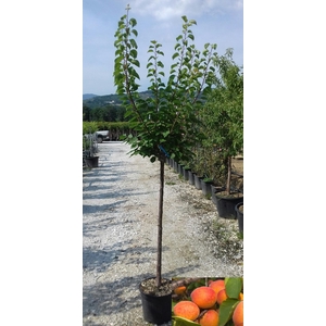 Prunus armeniaca