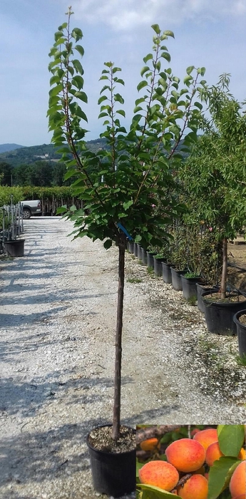 <h4>Prunus armeniaca</h4>