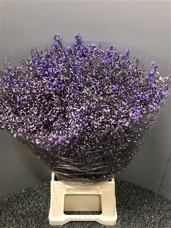 <h4>Genista 400gr Col Milka</h4>