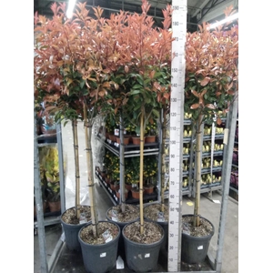 Photinia fraseri