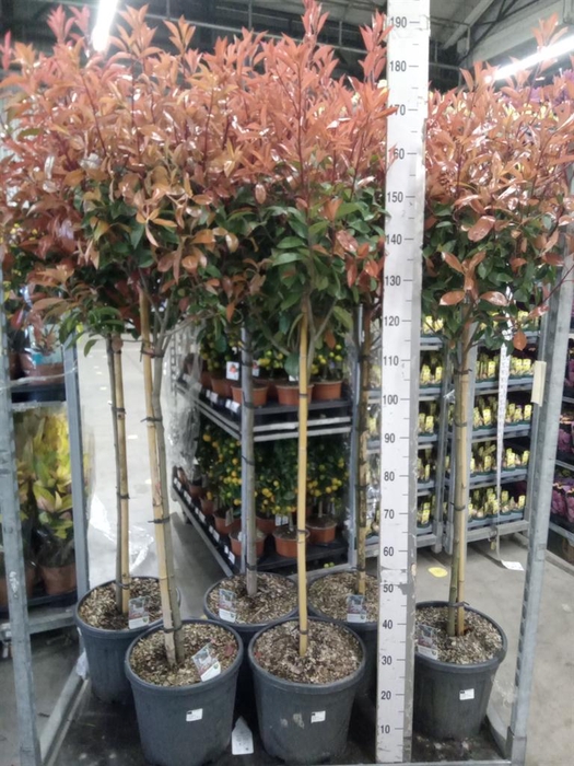 <h4>Photinia fraseri</h4>