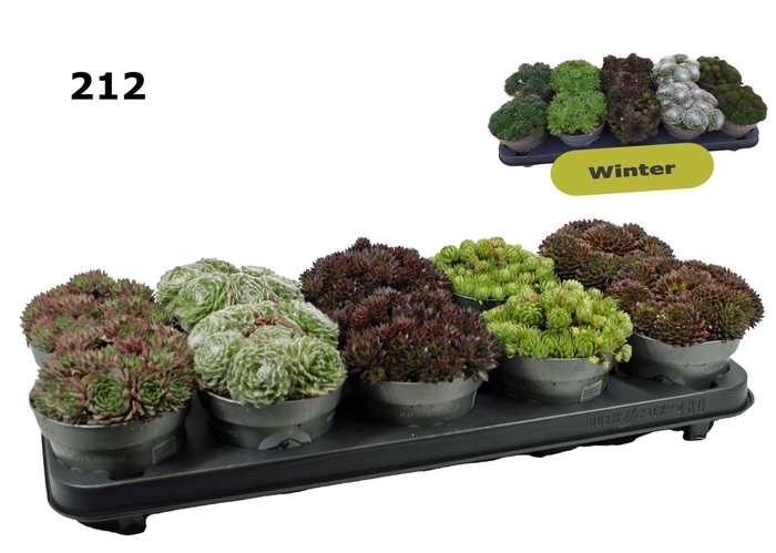 <h4>Sempervivum</h4>