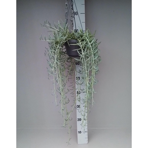 Senecio