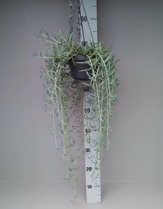 <h4>Senecio</h4>