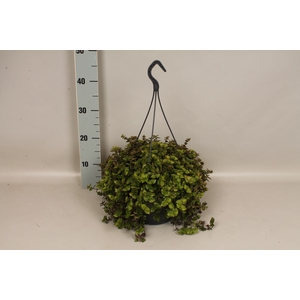 Indoor 23cm Callisia