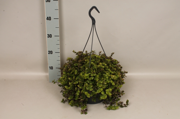 Indoor 23cm Callisia