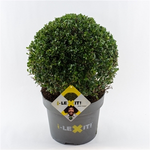 Ilex crenata Dark Green, P29, Bol Ø35cm