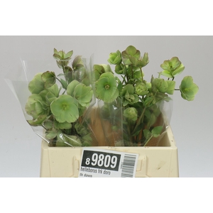 Helleborus Frk Doroth Dawn