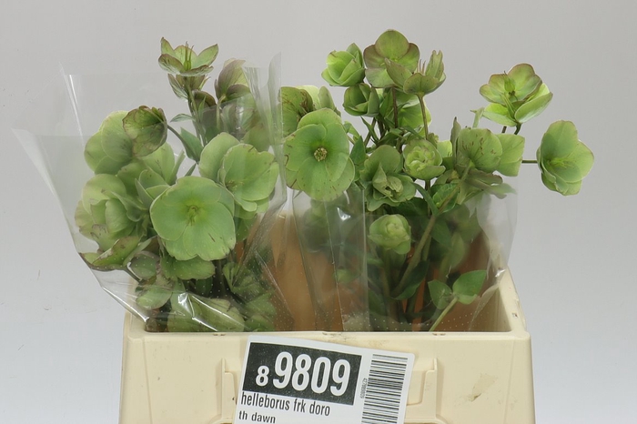 <h4>Helleborus Frk Doroth Dawn</h4>