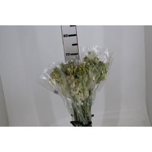 ANGELICA 070 CM