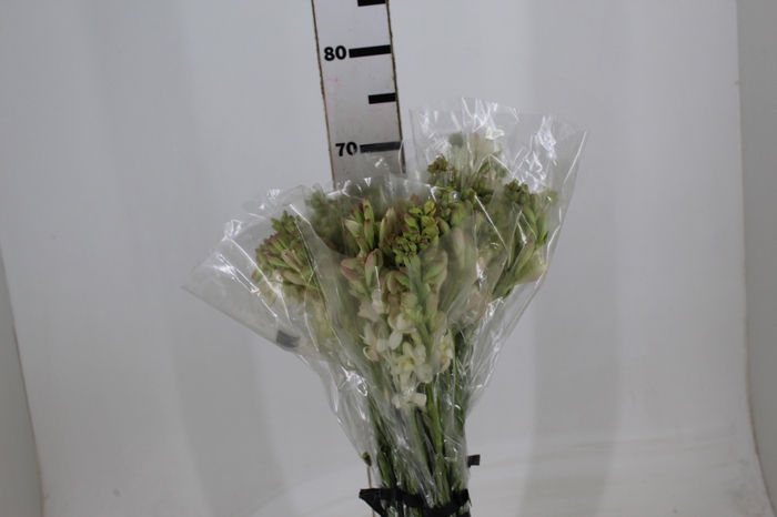 <h4>ANGELICA 070 CM</h4>