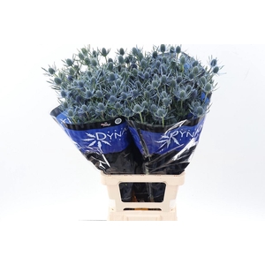 Eryng Blue Dynamite 80cm