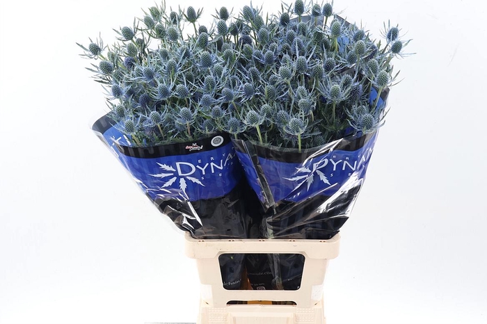 <h4>Eryng Blue Dynamite 80cm</h4>