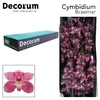 CYMB T BRAEMAR Decorum 80cm.
