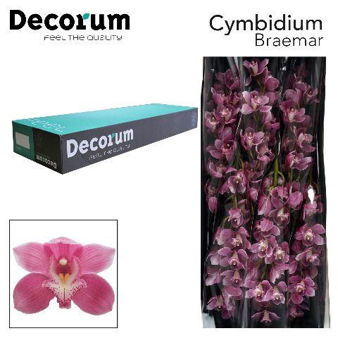<h4>CYMB T BRAEMAR Decorum 60cm.</h4>
