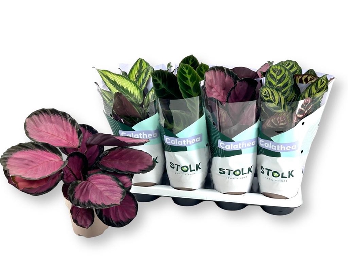 <h4>CALAT GEM 4 SRT</h4>