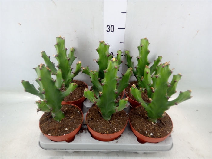 <h4>Euphorbia   ...</h4>