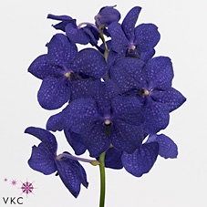 VANDA NI ROYAL BLUE