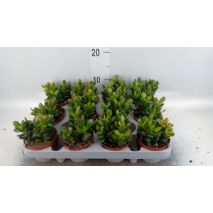 Crassula ovata 'Gandalf'