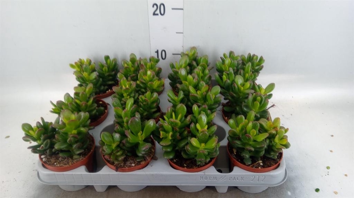 <h4>Crassula ovata 'Gandalf'</h4>