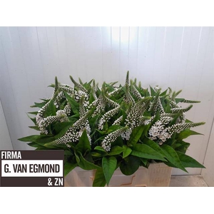 LYSIM CLETHROIDES