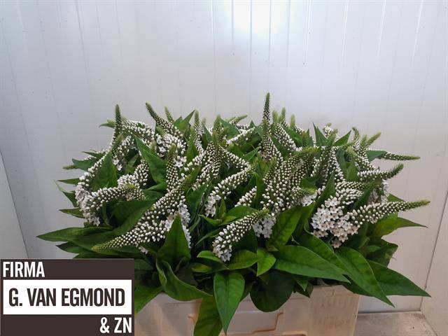 <h4>LYSIM CLETHROIDES</h4>