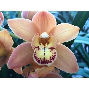 Cymbidium Mini Orange Beauty X8 Leekade