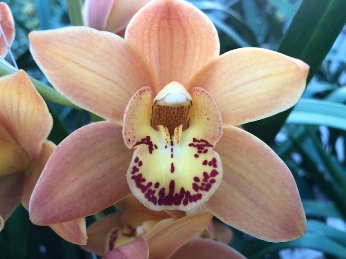 <h4>Cymbidium Mini Orange Beauty X10 Leekade</h4>