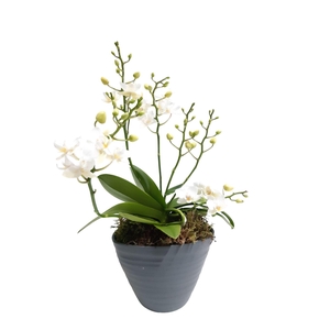 Arr.   Kamerplant Groen L%