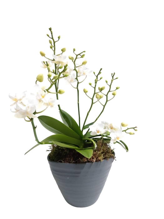 <h4>Arr.   Kamerplant Groen L%</h4>