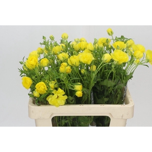 RANUNCULUS  'BUTTERFLY ARTEMIS'