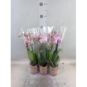 Phalaenopsis multi. 'FC Angel Eyes'