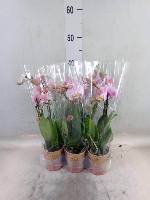 <h4>Phalaenopsis multi. 'FC Angel Eyes'</h4>