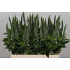 FREILAND LYSEMACHIA