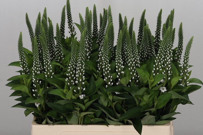 <h4>FREILAND LYSEMACHIA</h4>