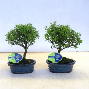 ilex crenata, 15 cm broom without drip tray