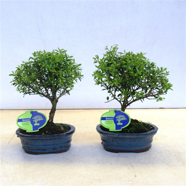 <h4>ilex crenata, 15 cm broom without drip tray</h4>