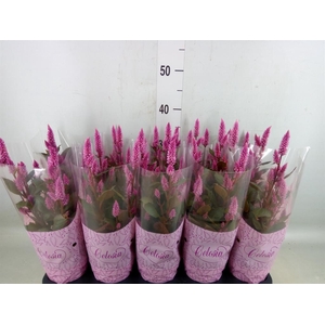 Celosia spic. 'Merida Pink'
